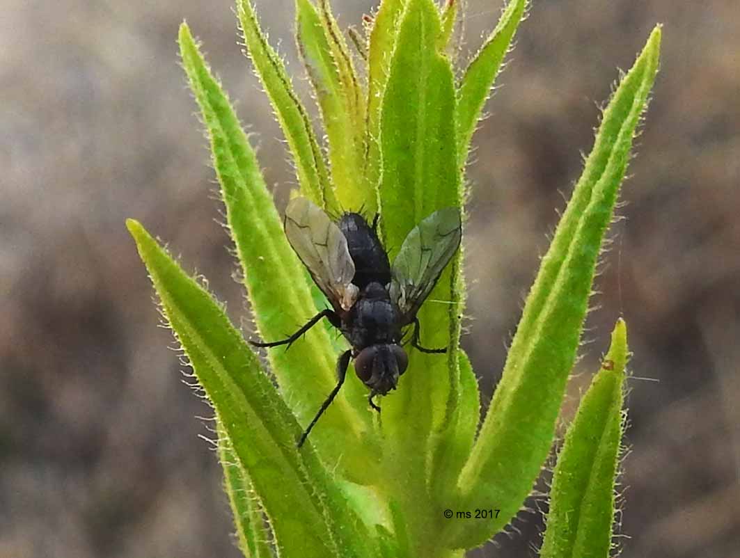 Tachinidae? No, Sarcophagidae: cfr. Nyctia halterata